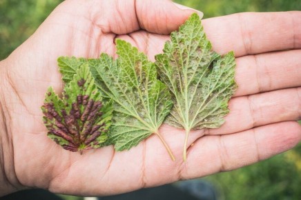 ��� ���������� �������� � ���� � ��������� �� ���������