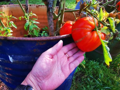 Как замачивание семян томата в фитоспорине на самом деле защищает их от фитофторы