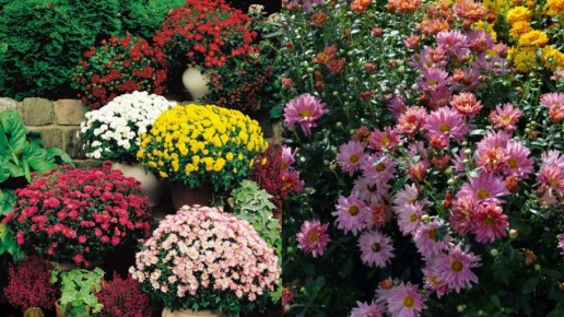 ����������� ���� ���: ��� ������� ���������� � ����� �� ��� ������� ����