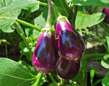 ������� ������� ������� ������, ������� � ����������