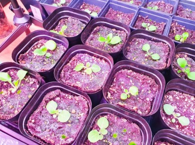 ��� �������� ���������������� �������� �������: 4 �������� ������� �����