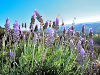 ��� ������� ������� ����� ����������� ��� ���