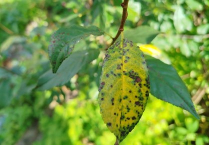 Как распознать и победить болезни растений: советы опытных садоводов