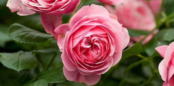 ������� �������� ���: ����������� ��������, ������� ��������