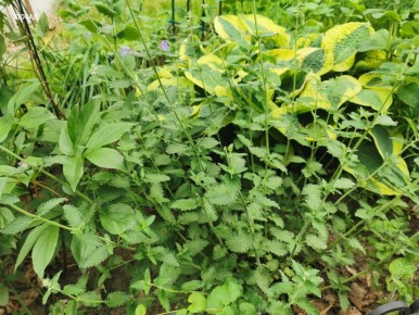 Мятный сад: как собрать лучшие сорта мяты в одном уголке