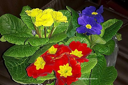 Как сохранить цветущую примулу до весны: два простых способа