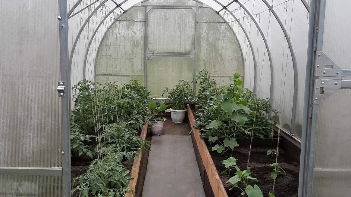 Как обогреть огурцы без электричества: секреты эффективного микроклимата