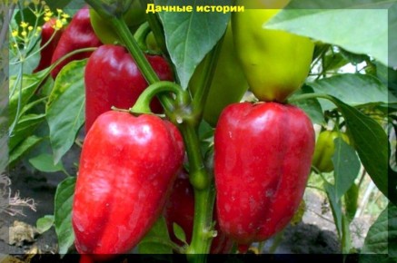 Когда перцы разочаровывают: основные проблемы и пути их решения