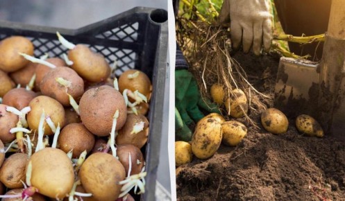 Как прорастить и разрезать картошку для богатого урожая