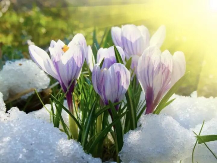 Лунный календарь: работы в саду с 22 по 28 марта