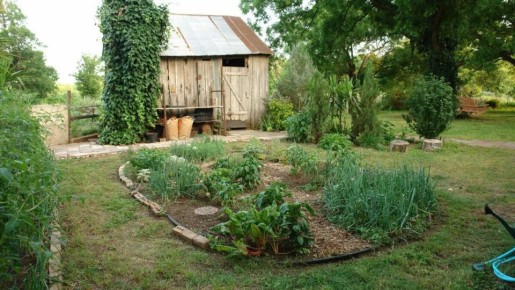 Как правильно посадить взрослое дерево на даче: секреты успешного роста