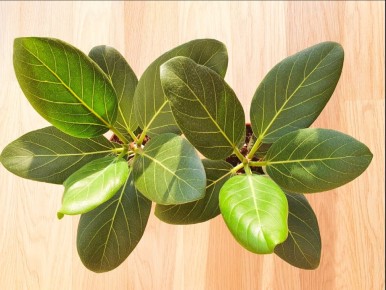 Неожиданный эксперимент с фикусами: четыре неожиданных фактора, влияющих на их рост