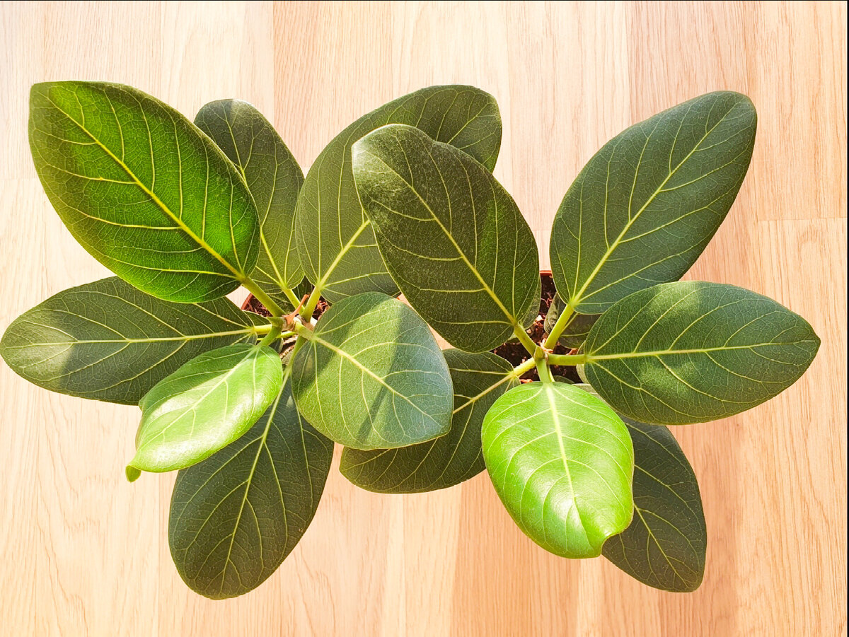 Неожиданный эксперимент с фикусами: четыре неожиданных фактора, влияющих на их рост