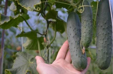 ��� ��������� ������ �������: ������� ��������� ��� ��������� ������������