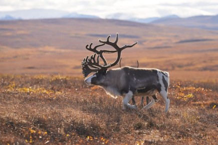 ��������� ������� ������� ������������ �� ��������� ���������� ����� ���������������������������