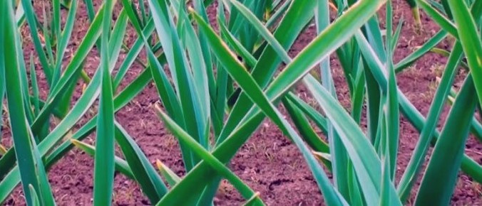 ���������� ������� ������� ��� �������� ������