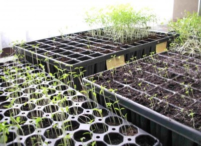 ��� ��������� ������� �������: �������� ���� � �������