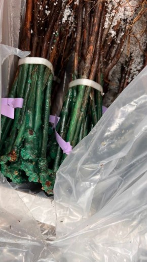 Как заказать лучшие саженцы винограда на осень 2026 года