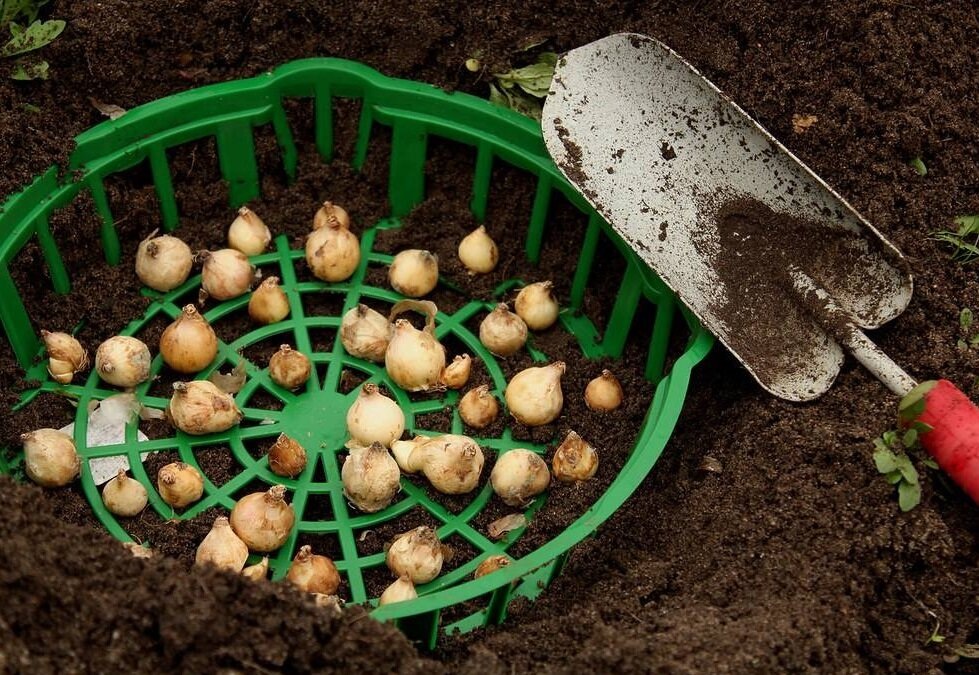 Как правильно высаживать луковичные цветы в осенний период