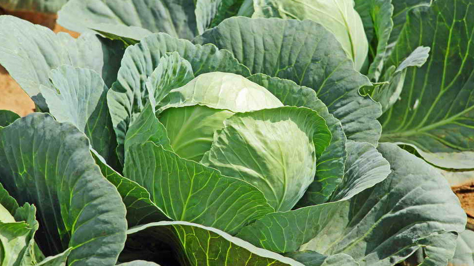4 сигнала, что пора оставить капусту в покое