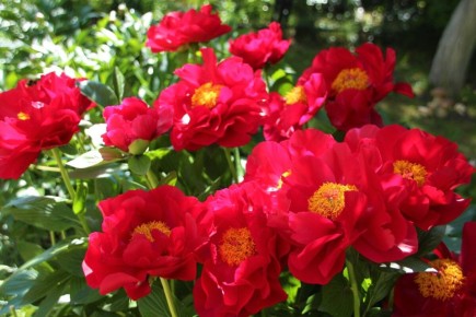 Пион 'Mackinac Grand': красота и уход за аленьким цветочком