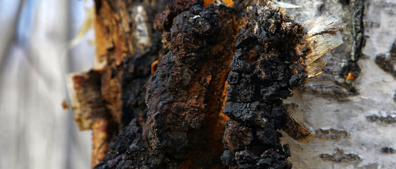 Чага: волшебный гриб для здоровья и благополучия