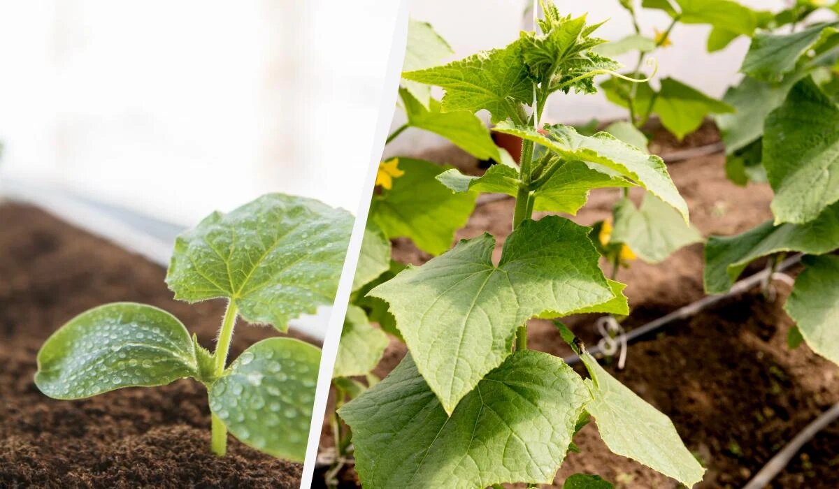 Секреты успешного посева огурцов: идеальные сроки и советы