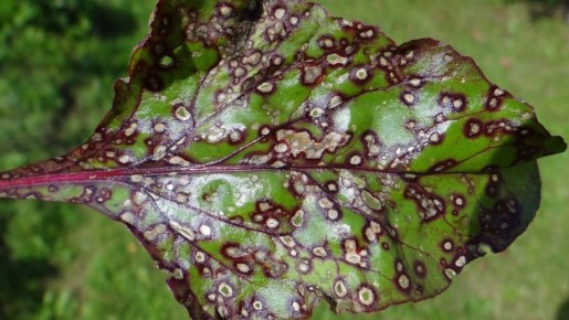 ��������� ��������: ��� ���������� � ��������