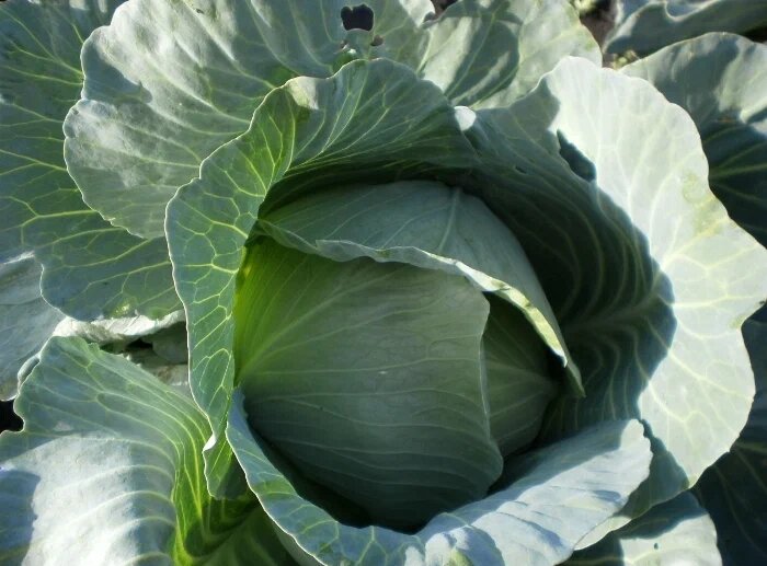 Почему капуста портится: агрономы раскладывают по полочкам