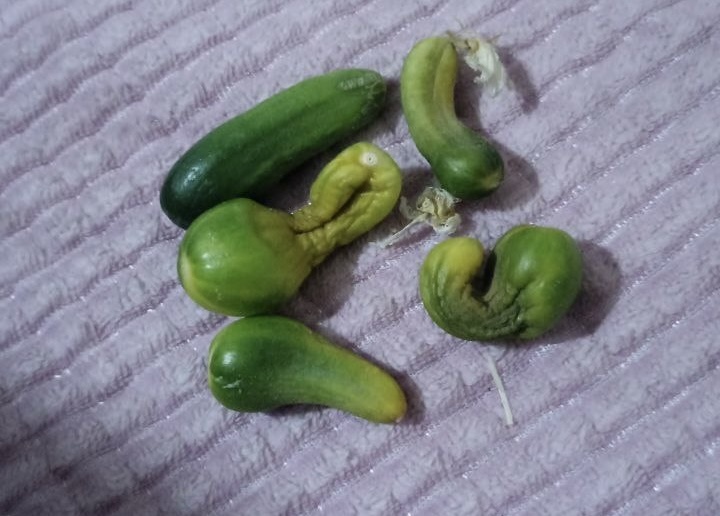 Почему кривые огурцы могут стать сигналом беды для дачника