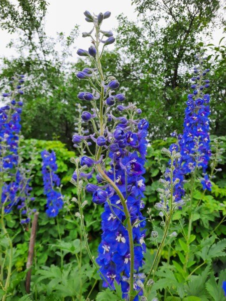 Дельфиниум: Роскошный выбор для вашего сада