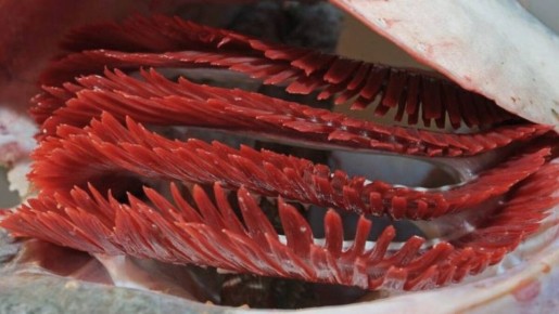 Что такое жабры рыбы и стоит ли их есть?