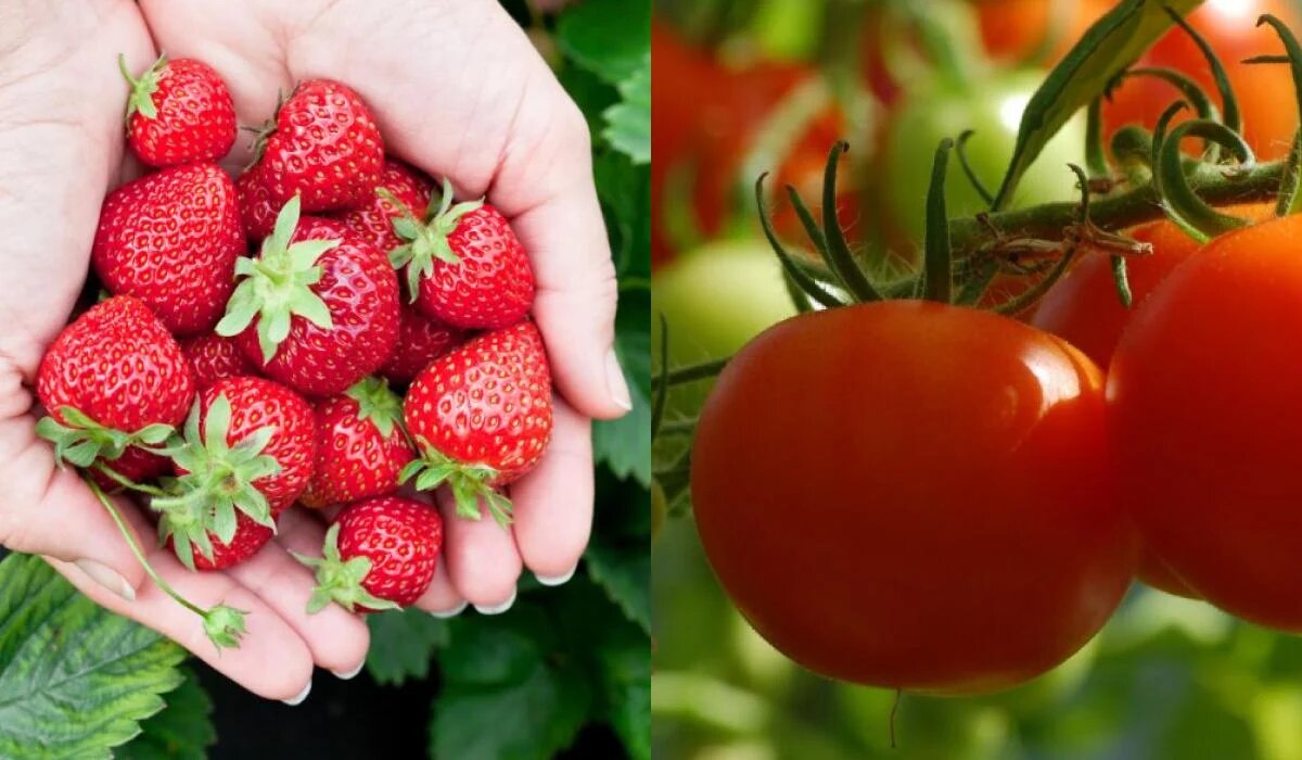 Севооборот на вашем огороде: какие культуры не стоит сажать после клубники