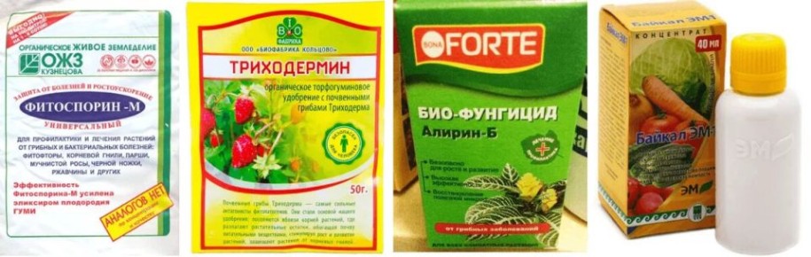 Как защитить сад от грибковых заболеваний в марте: лучшие фунгициды на ваш выбор