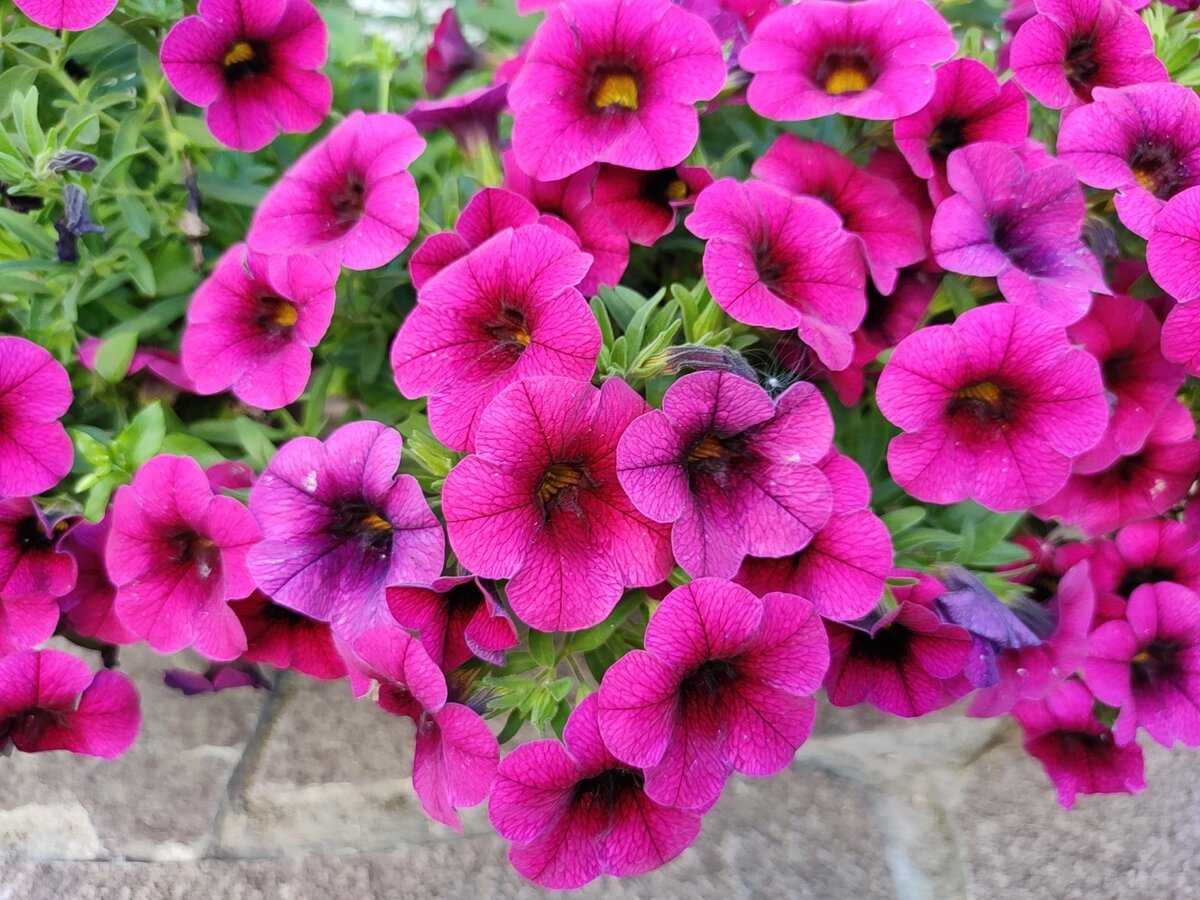 Секреты успешного посева петунии: почему декабрь – оптимальный выбор