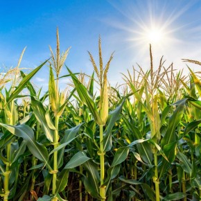 �������� �� ����: ��� ��������� ������� ������� � ������������ ��������