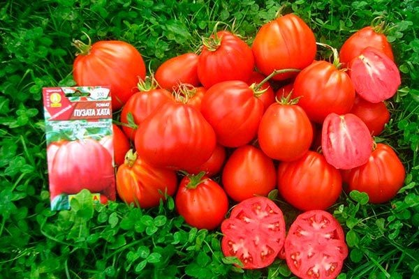 Томат Пузата Хата: Как вырастить вкусные плоды и получить щедрые урожаи