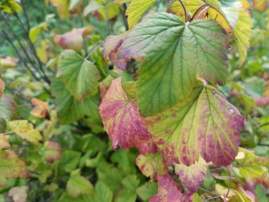 ���������� ���� �� ������� ��������� � ���������� ������