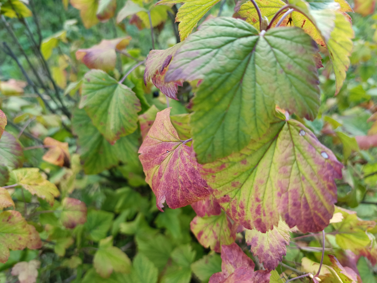 Правильный уход за кустами смородины и крыжовника осенью