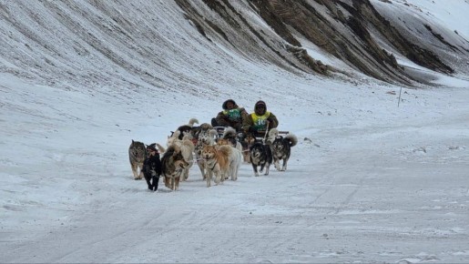 Атмосфера гонки на собачьих упряжках «Надежда»