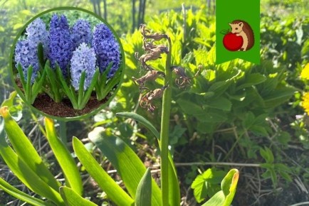 Как позаботиться о гиацинтах после цветения: советы для обильного цветения в будущем