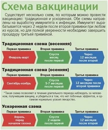 Клещевой энцефалит: как не испортить отпуск?