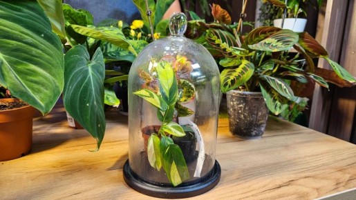 Редкие растения из жарких стран: как они прижились спустя четыре месяца