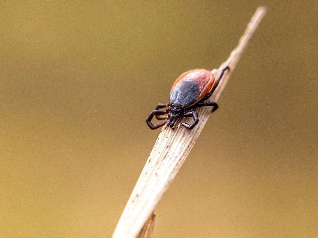 Клещевой энцефалит: как не испортить отпуск? Клещевой энцефалит: как не испортить отпуск?