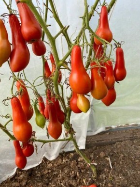 Томат морской конек: уникальности экзотической формы и насыщенного вкуса