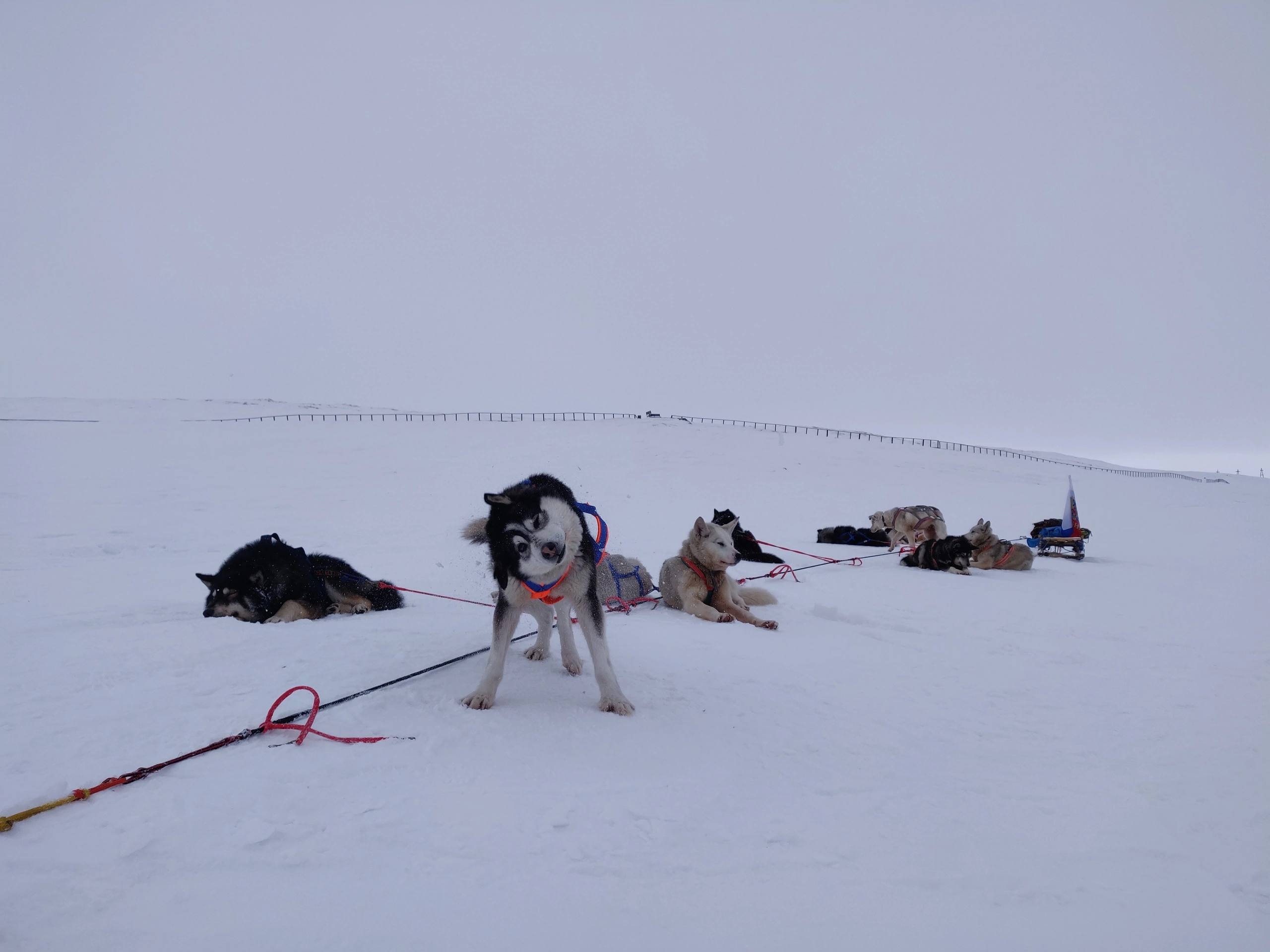 Гонка на собачьих упряжках «Надежда – 2026» в дни с 29 по 31 марта прошла три этапа Инчоун - Уэлен - Лаврентия - Лорино Гонка на собачьих упряжках «Надежда – 2026» в дни с 29 по 31 марта прошла три этапа Инчоун - Уэлен - Лаврентия - Лорино