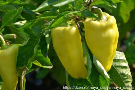 ��� ����������� ����� � ����� ������ �� ������ ����������