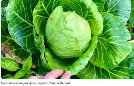 Лучшие сорта капусты для зимнего хранения: выбираем с умом