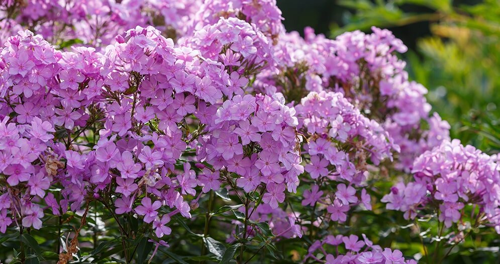 Идеальное размножение флоксов: секреты успешного черенкования