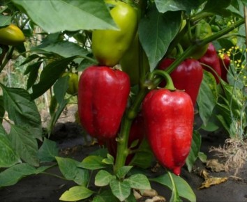 ��� ��������� �����: ������� ��������� ������ �� ������� �����������